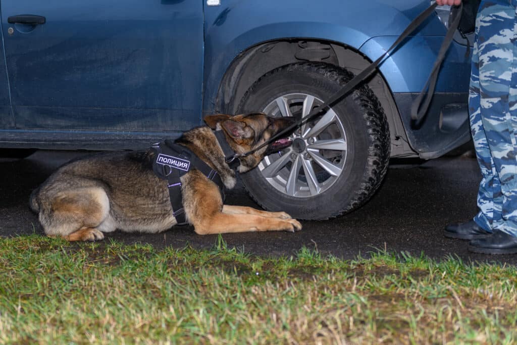 K-9 Alert Is Not Enough for a Search